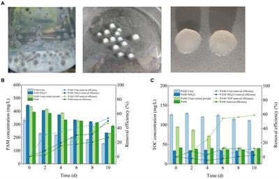 Construction of a mycelium sphere using a Fusarium strain isolate and Chlorella sp. for polyacrylamide biodegradation and inorganic carbon fixation